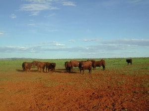 Tronar bulls in the Pilbara